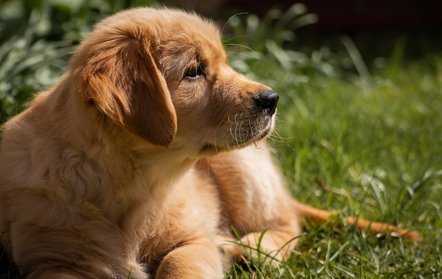 10 Curiosidades Sobre Cachorros Que Vão Derreter Seu Coração!